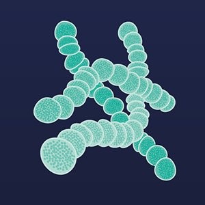 streptococcus-small
